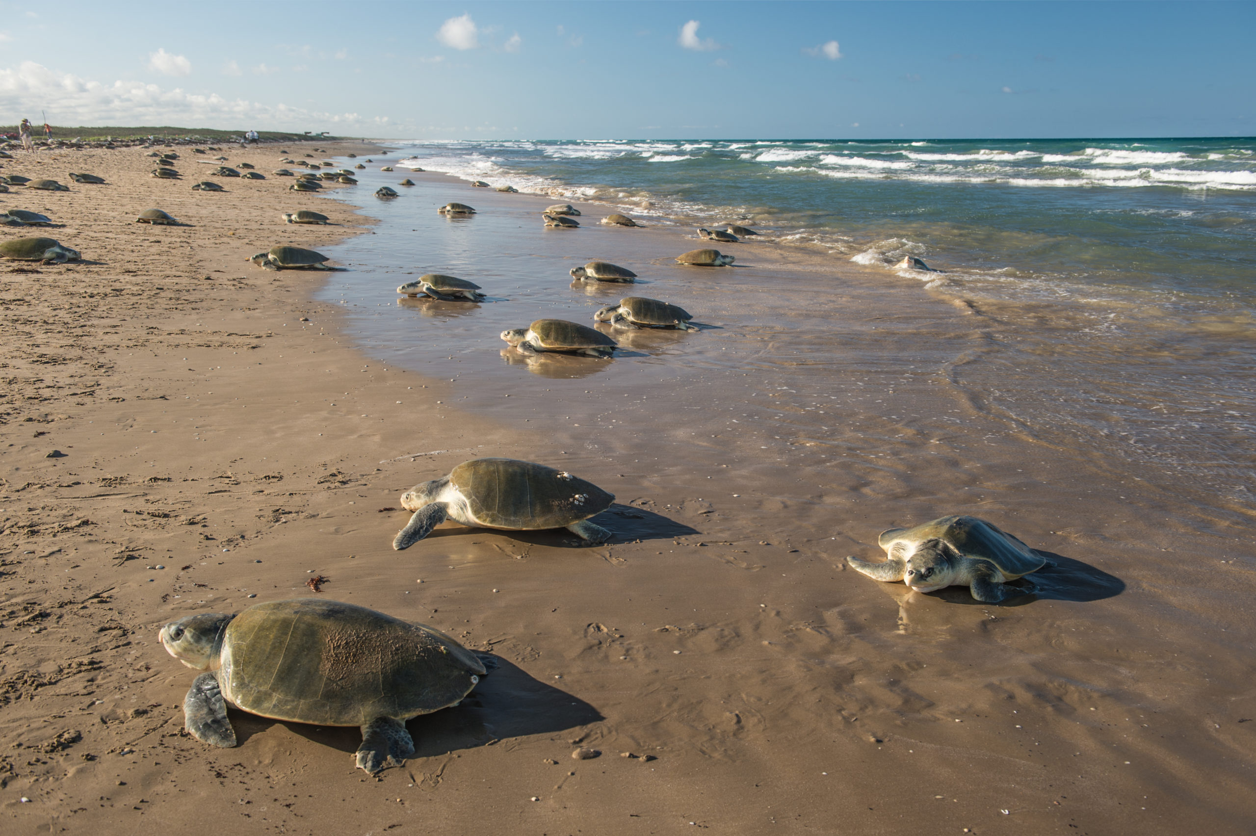 Tortugas Loras Arriban A Las Playas De Tamaulipas Admira Su Belleza