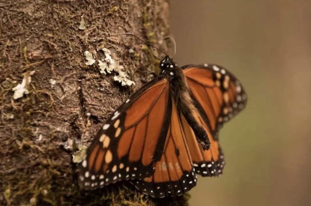 Temporada de la Mariposa Monarca 2024 2025 en Michoacán y Estado de