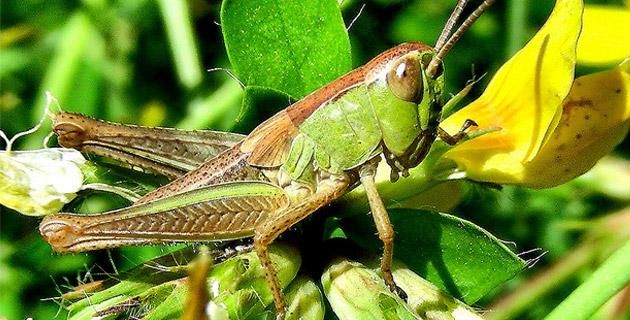 Grillos Y Saltamontes: Campeones De Canto Y Salto - México Desconocido