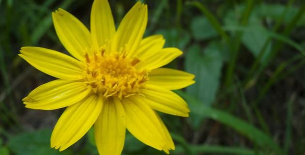 Arnica Mexico Desconocido