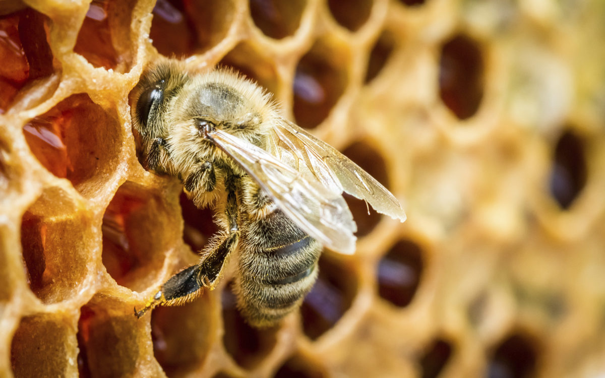 Cera de abeja  La Casa de la Miel