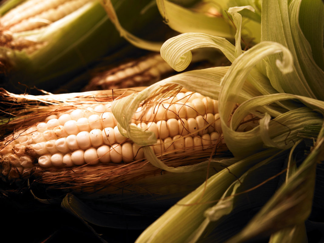El maíz, grano y sustento de México - México Desconocido