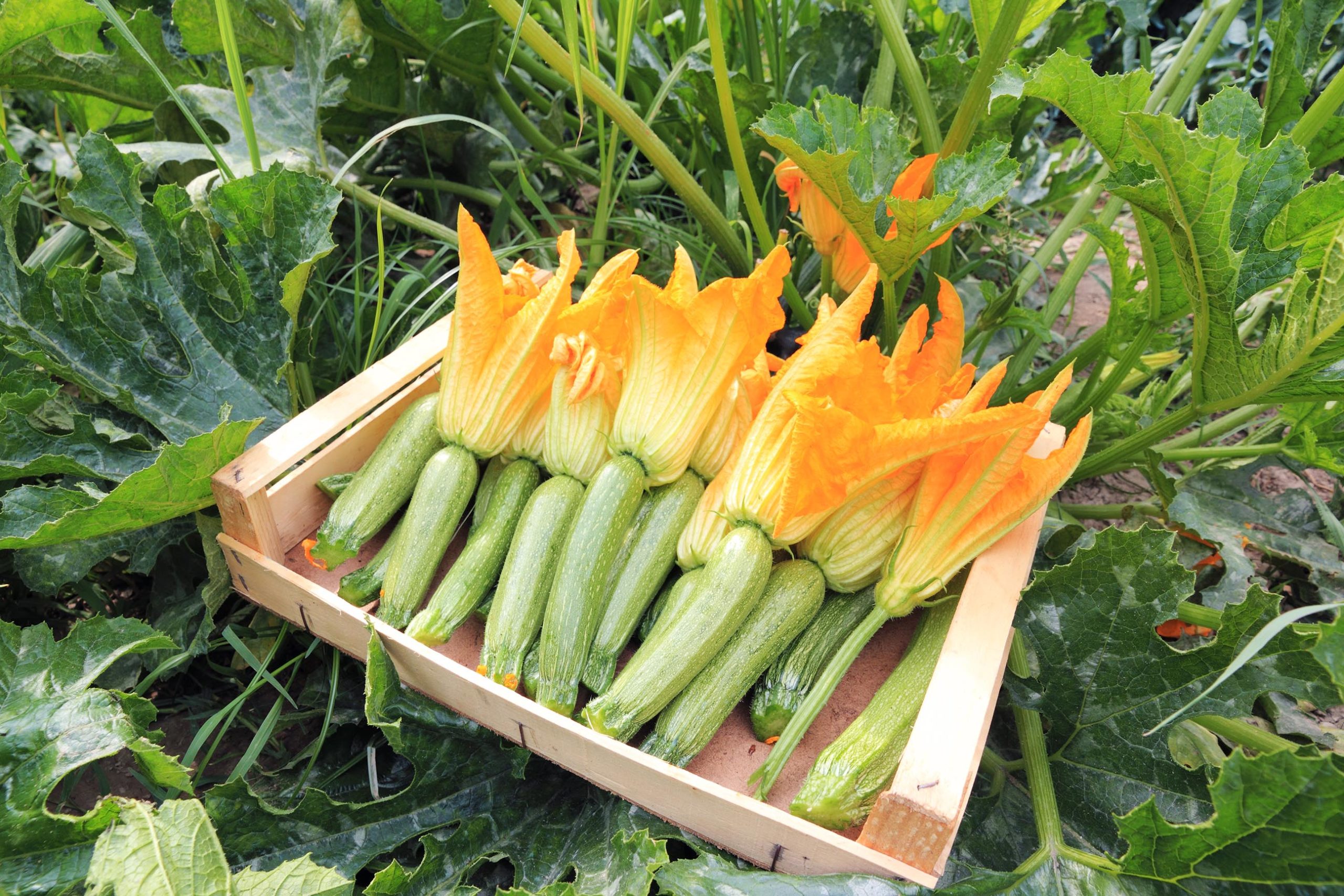 Zucchini in the garden