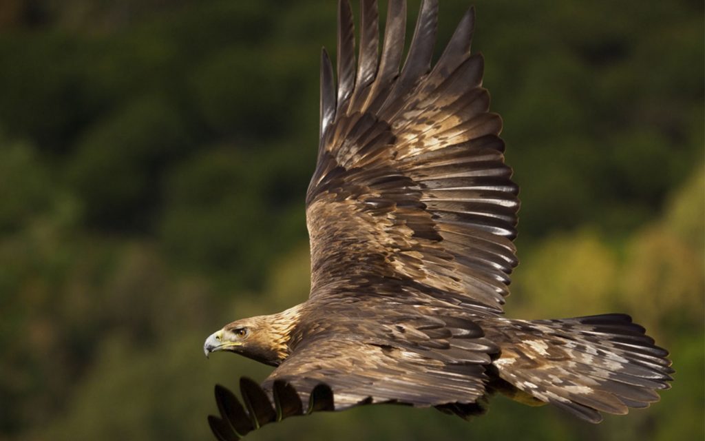 Cuando el águila desciende