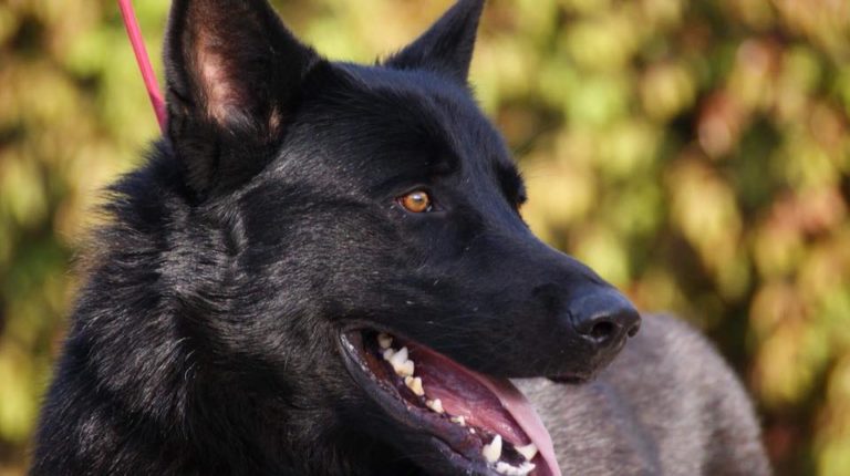 Calupoh El Perro Lobo Mexicano México Desconocido