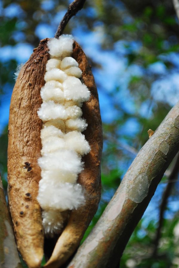 El pochote, el árbol con frutos que parecen algodón - México Desconocido