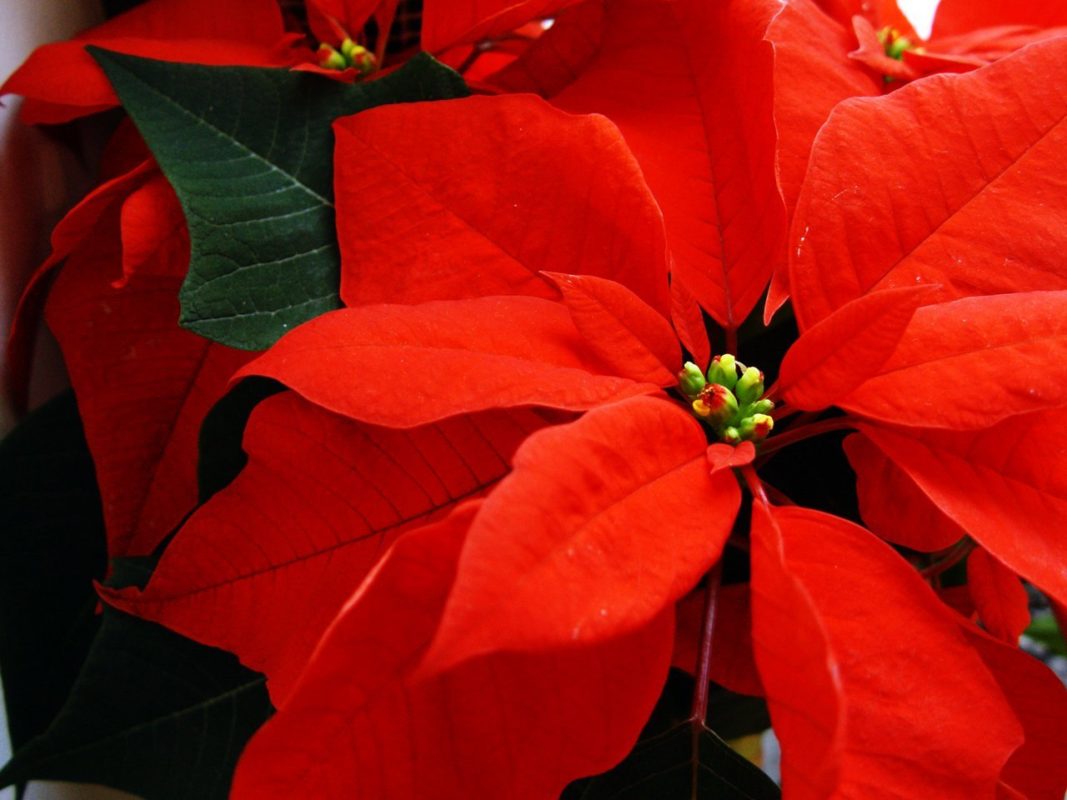 La Leyenda De La Flor De Nochebuena México Desconocido