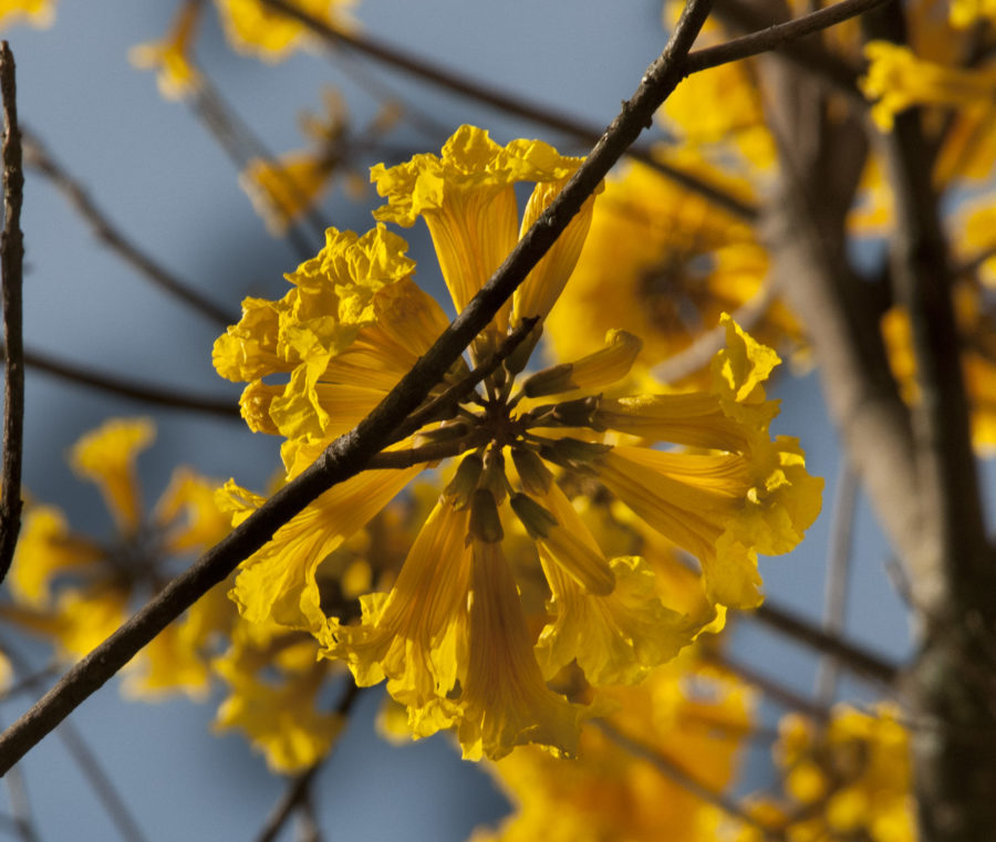 El guayacán, el árbol mexicano de flores amarillas - México Desconocido