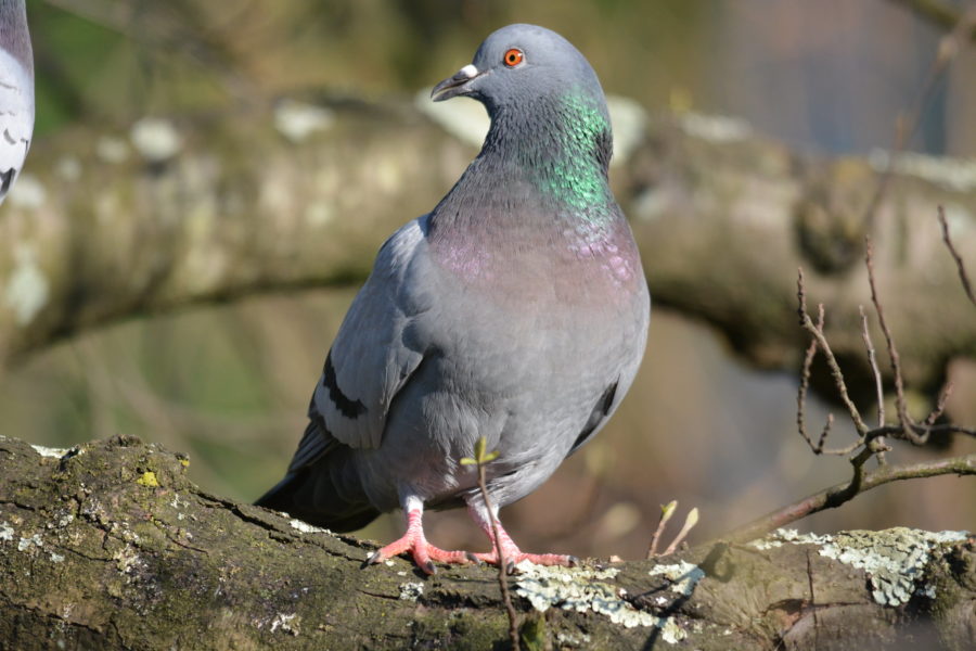 Palomas