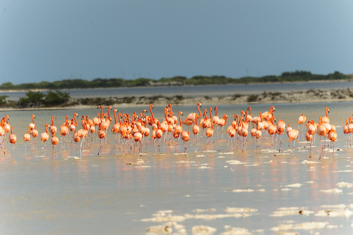 San Felipe, un puerto con playas paradisiacas poco conocido en Yucatán -  México Desconocido