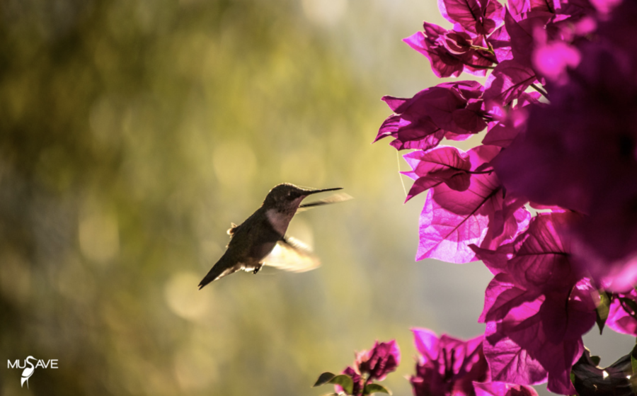 Museo de las Aves en Saltillo