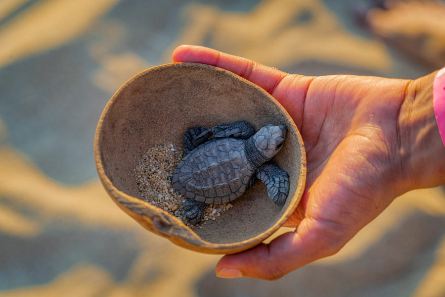 Tortugas recién nacidas