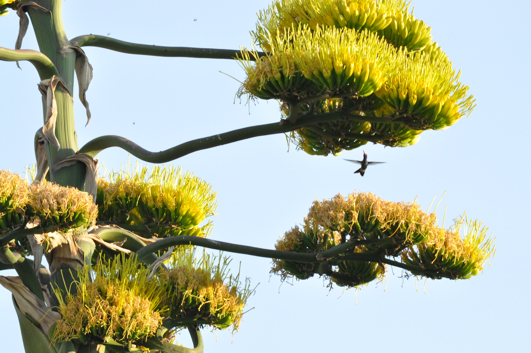 Flor de Maguey