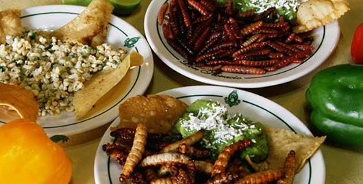 Platillos mexicanos hechos con insectos y dónde comerlos - México  Desconocido