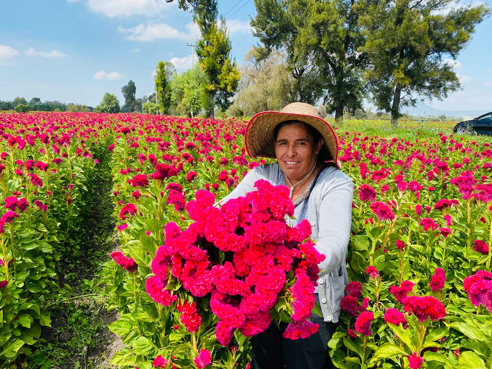 En Doxey, Hidalgo, listos los campos de flores para el Día de Muertos -  México Desconocido