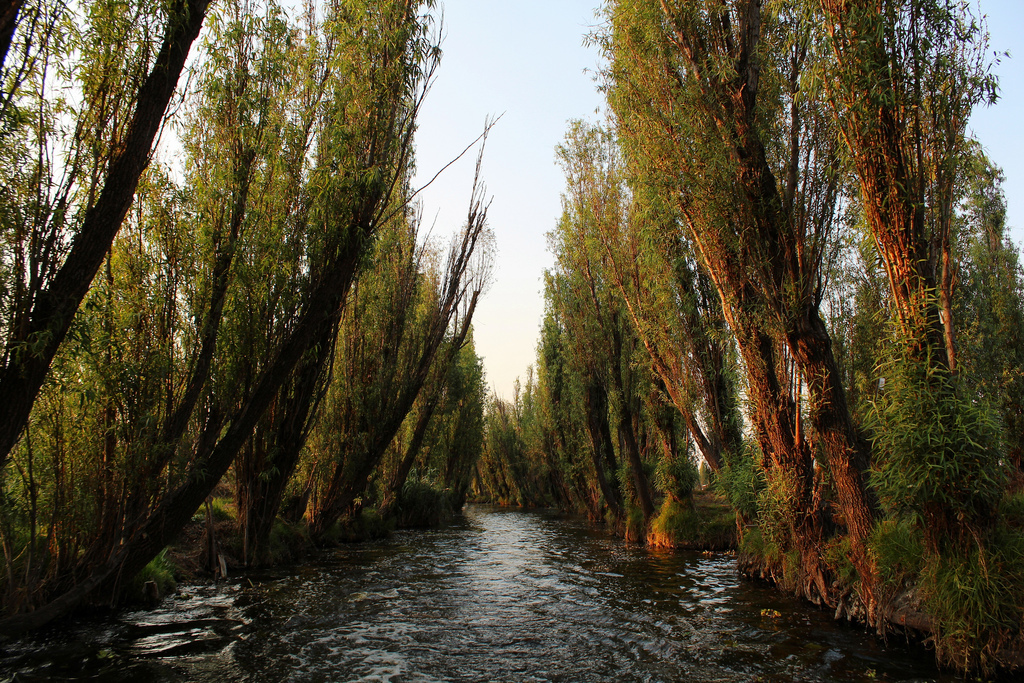 Ahuejote, el árbol sagrado que sostiene las chinampas de Xochimilco - México  Desconocido