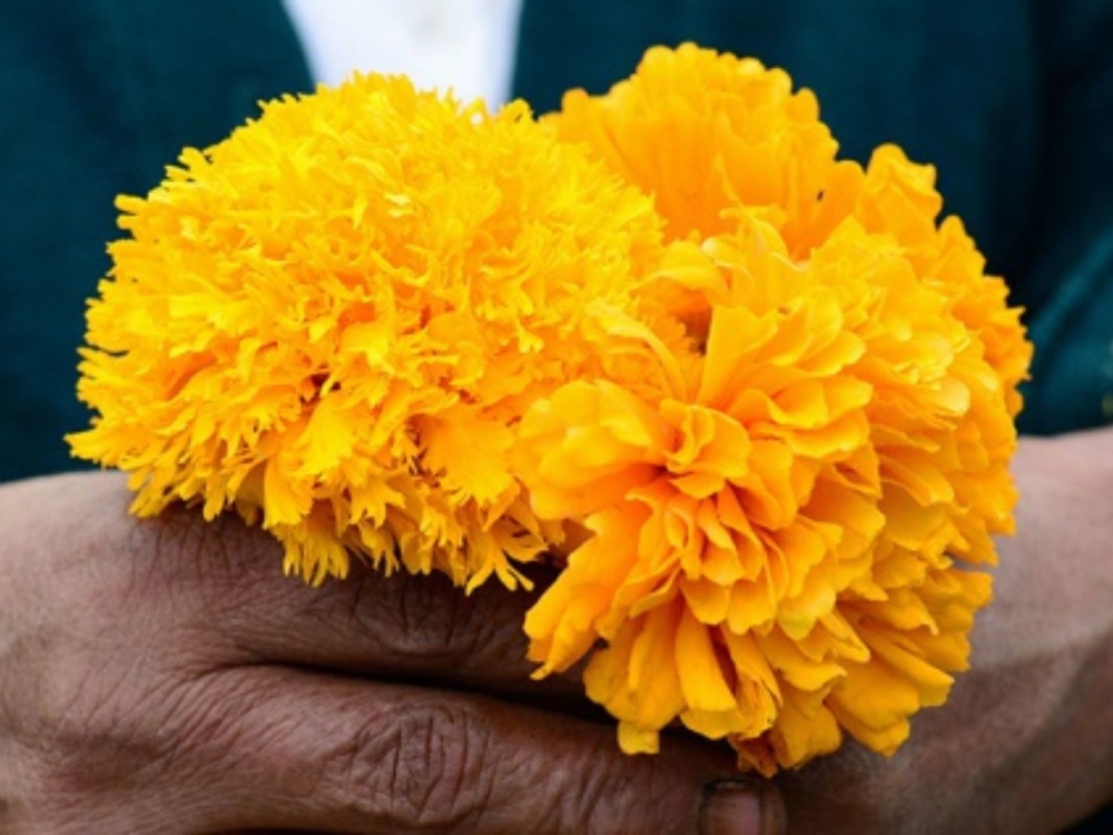 5 flores de Día de Muertos, cuáles son y su significado en el altar