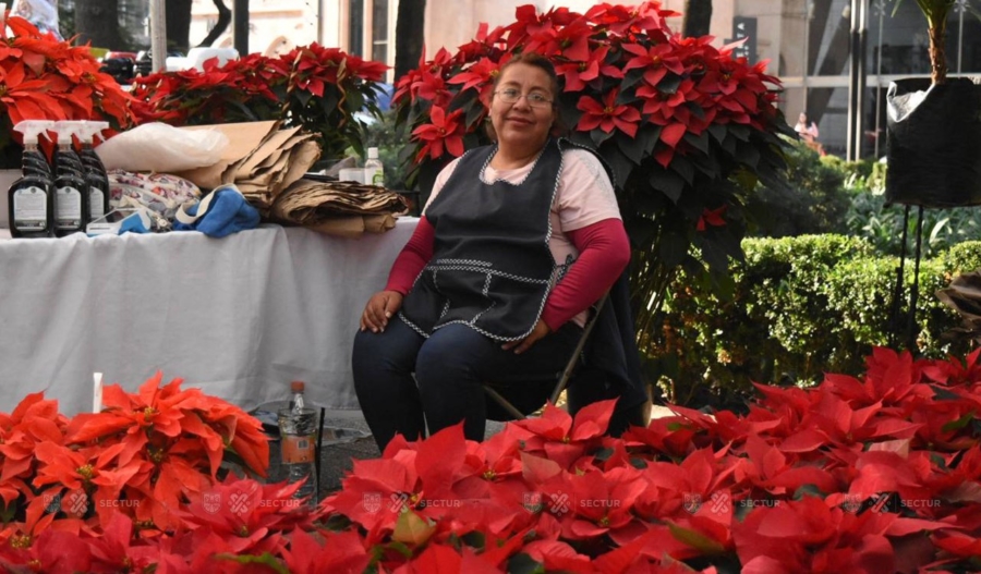 Festival de flores de Nochebuena, horarios y ubicación - México Desconocido