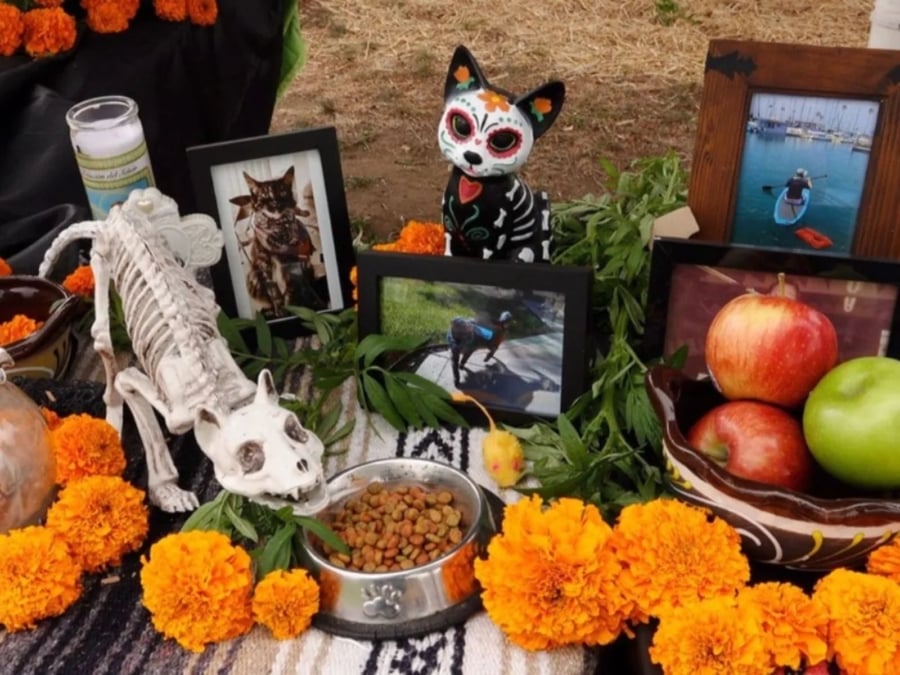 Altar De Muertos Para Mascotas ¿qué Es Y Cuándo Se Pone México Desconocido 7988