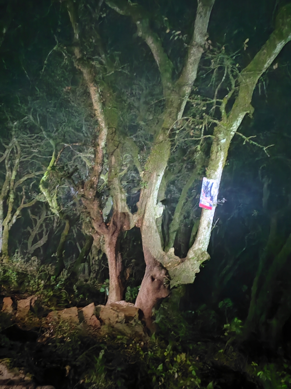 La Triste Leyenda Del árbol De Los Enamorados En Querétaro México Desconocido